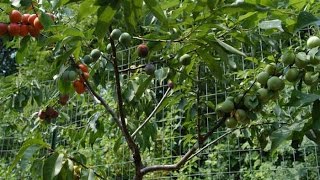 দারুন খবর---৪০ রকমের ফল ধরেছে একটি গাছেই...Strange tree