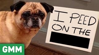 Name That Pet Shame (GAME) ft. Shameless Cast