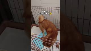 柴犬くるみちゃんのおトイレ事情　#shorts #shiba #shibainu #柴犬 #くるみ #トイレ#おしっこ