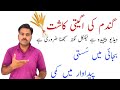 How early sown wheat crop give high grains yield | Abid Ali Agrarian