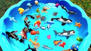 Learn Sea Animals and Wild Safari Jungle Zoo Animal Names for Kids Children