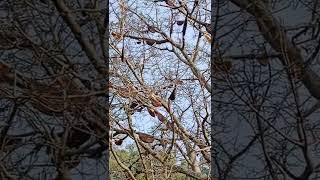 ஒரு மரத்தில் எவ்வளவு தேன் கூடு இருக்கிறது பாருங்களேன்#Tree honey