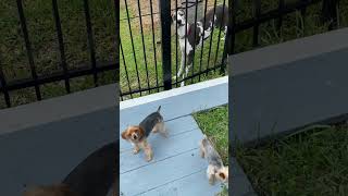 Giant great Dane and tiny teacup Yorkie friends #friendship #dogs #unlikelyfriends #goodmorning