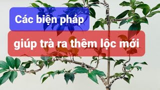 Hoa trà my: Các biện pháp giúp trà ra thêm lộc mới