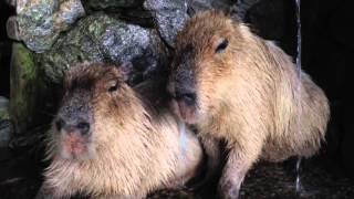 カピバラ温泉打たせ湯中のカピバラさん@長崎バイオパーク