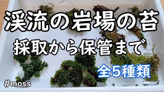 里山の山間部の渓流にある苔を散策、採取して保管するまで【散策・採取・保管】