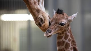 Nachwuchs im Pariser Zoo: Aufzucht von Giraffen wird immer weniger