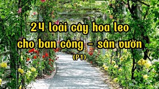 24 loại cây leo phổ biến ra hoa rực rỡ giúp nhà bạn xanh mát quanh năm (Phần 1)