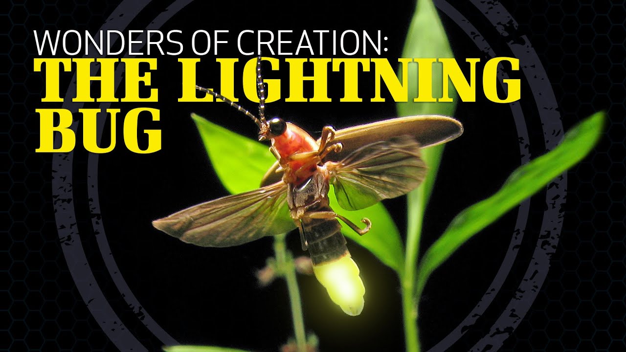 Lightning Bugs