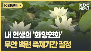 내 인생의 화양연화, 무안 백련 축제기간 절정 / KBC뉴스