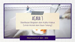 Acara 3: Sterilisasi Eksplan dan Kultur Kalus