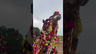 Rajasthan culture camels competition in Camel festival bikaner #camel #animal #pashumela