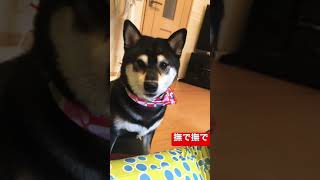 黒柴　柴犬オミソ　撫で撫で