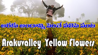 #Valiselu#వలిసె పువ్వులు#అరకు వేలీ వలిసె పువ్వులు