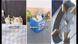 Douyin Tiktok cute cate. 李哈哈是只可爱猫EP06🐱