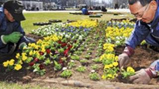 札幌大通公園春進む　花壇づくりでカラフルに（2011/04/14）北海道新聞