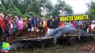 Akhirnya Tertangkap Juga!! Monster SANGATTA Pemakan MANUSIA di Kalimantan | Buaya Terbesar di Dunia
