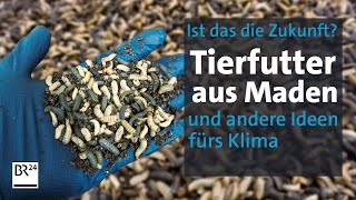 Insektenfutter, Recyclingbeton, Elektrosprinter: Ideen fürs Klima? | Die Story | Kontrovers | BR24