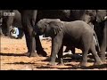 elephants mourn their dead bbc studios