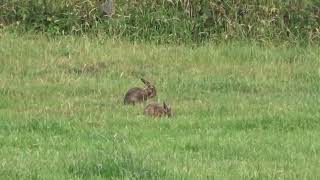 Hasen Hase Feldhase beim Frühstück morning Routine Rabbit