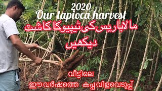 ഈ വർഷത്തെ ഞങ്ങളുടെ കപ്പ വിളവെടുപ്പ് Here is our tapioca harvest this year In Malappuram Ar Nagar