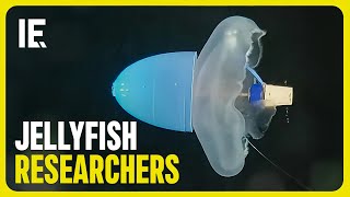 Caltech Turns Jellyfish into Climate Researchers