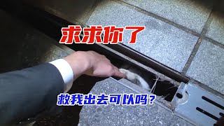 小猫咪用手不停拍着路人，你能救我出去吗？结局太暖心了。