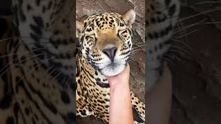 Jaguar Kisses! Big Cat Sandpaper Tongue!! ADORABLE