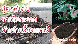 สูตรทำดินจากใบมะขาม สำหรับเลี้ยงบอนสี