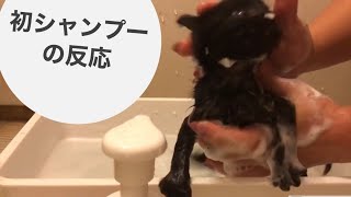 【保護猫】【子猫】生まれて初めてシャンプーをした時の子猫の反応 【Protective cat】【kitten】