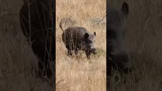 Giant Wild Boar Shot - Dev Domuz Vuruşu #hunting #wildboar