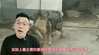 北方顶级狼犬狼青犬，曾经风靡全国为何消失？真相解密