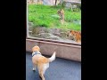 하룻 강아지 범 무서운 줄 모른다 개는 호랑이를 무서워한다 dogs are afraid of tigers shorts