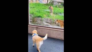 하룻 강아지 범 무서운 줄 모른다 ? 개는 호랑이를 무서워한다? /  Dogs are afraid of Tigers? #shorts