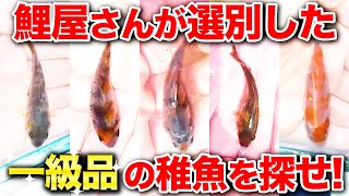 【錦鯉稚魚】塩田養鯉場さんが選んだ一級品の昭和三色の稚魚を探せ！他の稚魚の模様も調べる！