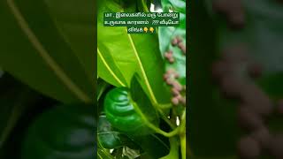 Gallmidge affected mengotree | ஆனைக்கொம்பன்  ஈ - ஆல் பாதித்த மா இலை