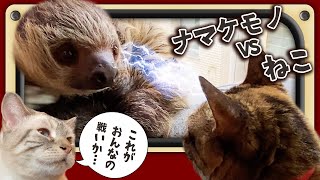 「眠れるの森の美女？」甘えん坊のナマケモノと猫が一触即発!?A cat and sloth,sleeping beauty sleeps Well