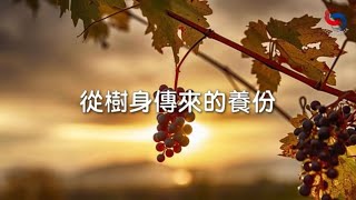 【靈修勵語】11月1日 從樹身傳來的養份  (粵語)