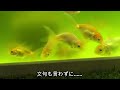 【金魚 飼育】主役はアルデンテ君かグリーンウォーターか