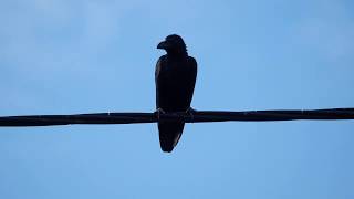 大嘴乌鸦 Large-billed Crow in Malaysia