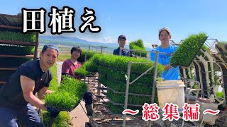 男達が全身全霊を捧げる“田植え”【総集編】『11日間連続で！植え続けろ！』