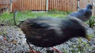 Starling cleaning up the mess being created by the Parakeets from above - 03-03-2024 16:41:04