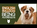 AGGRESSIVE ENGLISH BULLDOG TRAINING! How To Train Aggressive English Bulldog Puppy!