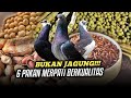 6 PAKAN MERPATI BERKUALITAS SELAIN JAGUNG‼️