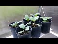 how to grow devil s trumpet datura