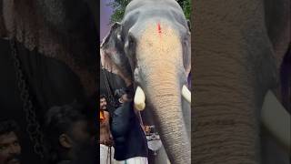 പാമ്പാടി സുന്ദരൻ🐘Pambadi Sundaran | HARISH G