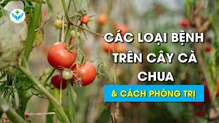 Các loại bệnh trên cây cà chua \u0026 Cách phòng - trị┃Diseases on tomato plants┃Nông Sản ND