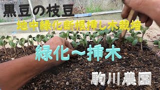 黒豆の枝豆  地中緑化断根挿し木栽培　緑化～挿木　駒川農園　23.6.18