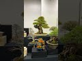 bonsai equipment part 16 💖 第44 回日本盆栽大観展44nd nippon bonsai taikan grand exhibition beautiful