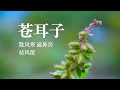 【苍耳子】一株苍耳能产五种以上药材